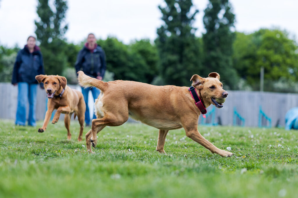 Beautiful Red Labradors in Cambridge – Pet Photography Session Beautiful Red Labradors in Cambridge – Pet Photography Session