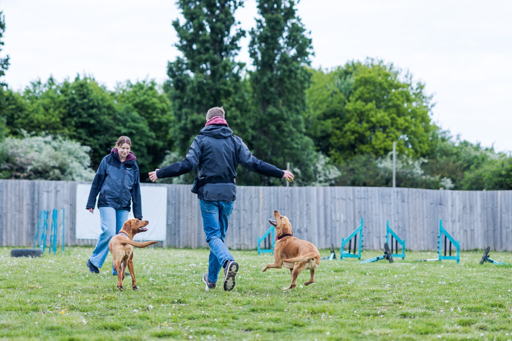 Beautiful Red Labradors in Cambridge – Pet Photography Session Beautiful Red Labradors in Cambridge – Pet Photography Session