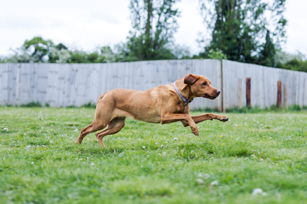 Beautiful Red Labradors in Cambridge – Pet Photography Session Beautiful Red Labradors in Cambridge – Pet Photography Session
