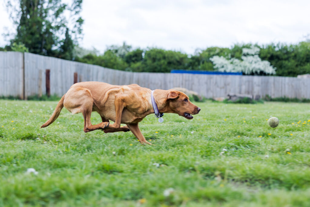Beautiful Red Labradors in Cambridge – Pet Photography Session Beautiful Red Labradors in Cambridge – Pet Photography Session