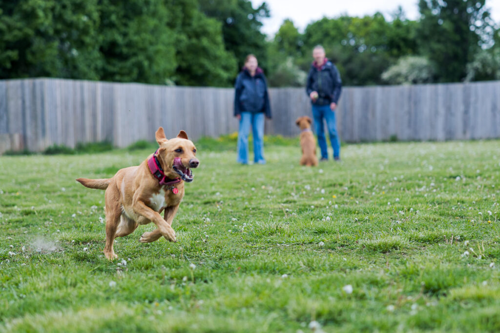Beautiful Red Labradors in Cambridge – Pet Photography Session Beautiful Red Labradors in Cambridge – Pet Photography Session
