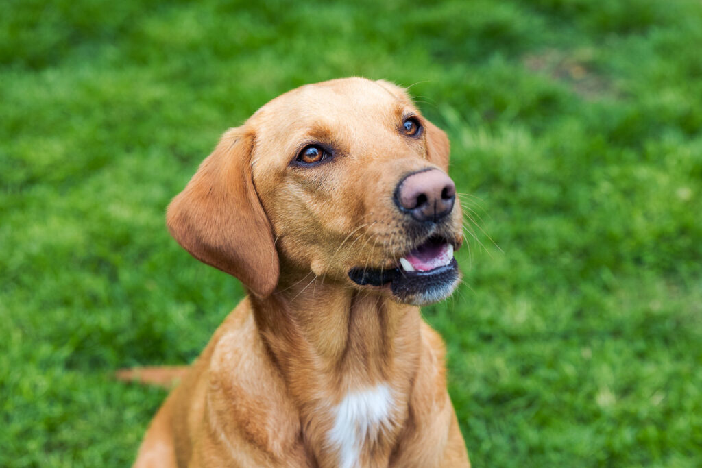 Beautiful Red Labradors in Cambridge – Pet Photography Session Beautiful Red Labradors in Cambridge – Pet Photography Session