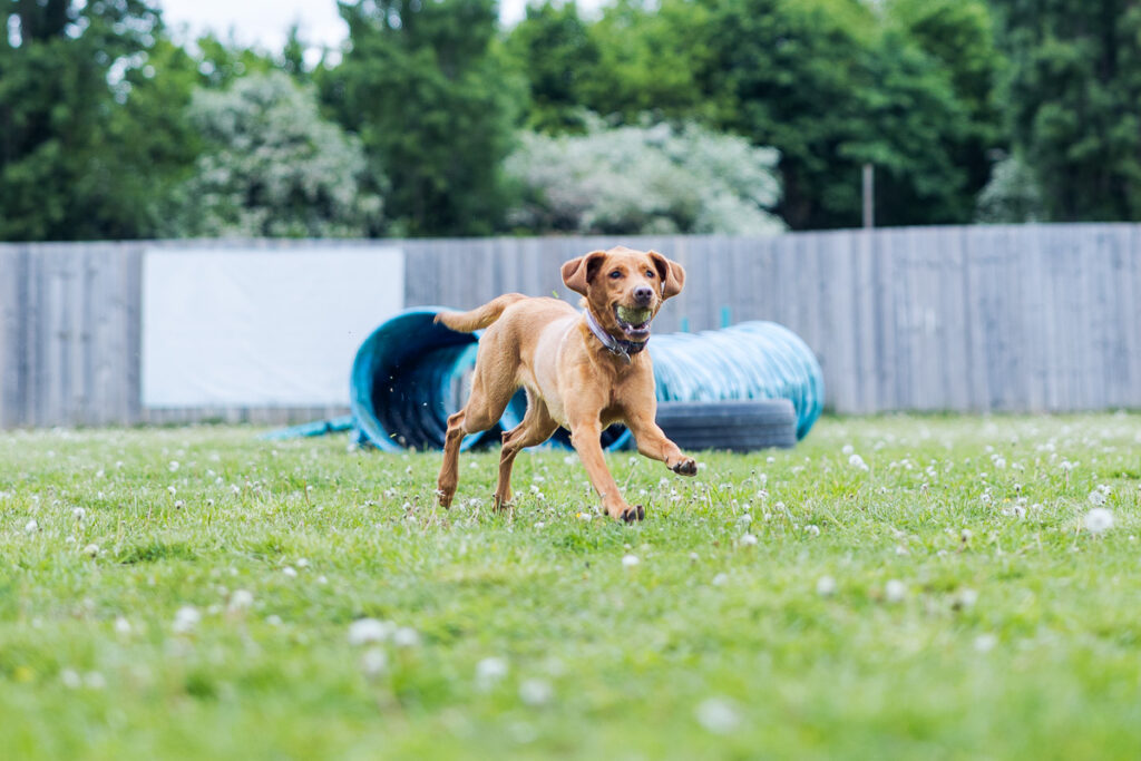 Beautiful Red Labradors in Cambridge – Pet Photography Session Beautiful Red Labradors in Cambridge – Pet Photography Session