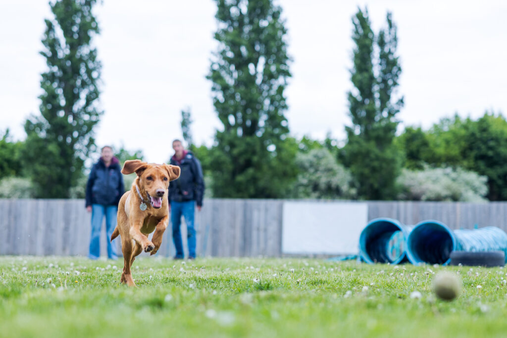 Beautiful Red Labradors in Cambridge – Pet Photography Session Beautiful Red Labradors in Cambridge – Pet Photography Session