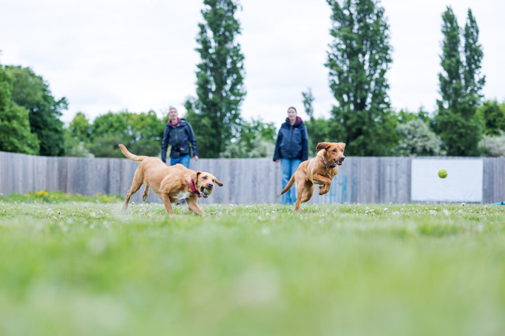 Beautiful Red Labradors in Cambridge – Pet Photography Session Beautiful Red Labradors in Cambridge – Pet Photography Session