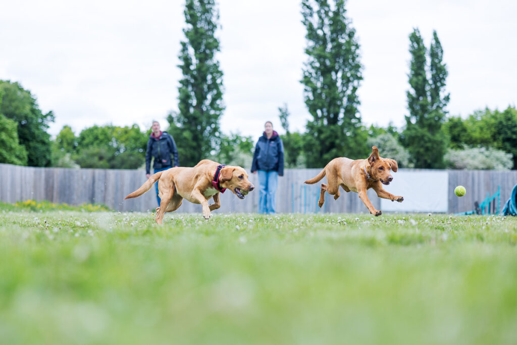 Beautiful Red Labradors in Cambridge – Pet Photography Session Beautiful Red Labradors in Cambridge – Pet Photography Session