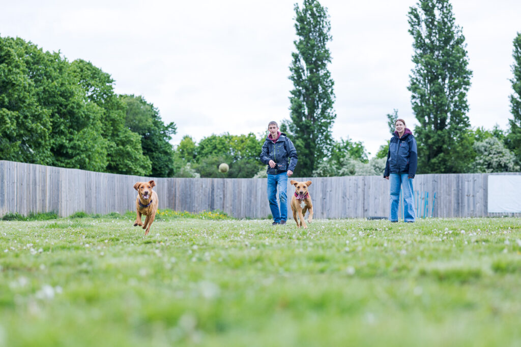 Beautiful Red Labradors in Cambridge – Pet Photography Session Beautiful Red Labradors in Cambridge – Pet Photography Session