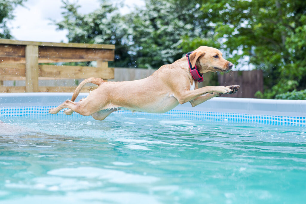 Beautiful Red Labradors in Cambridge – Pet Photography Session Beautiful Red Labradors in Cambridge – Pet Photography Session