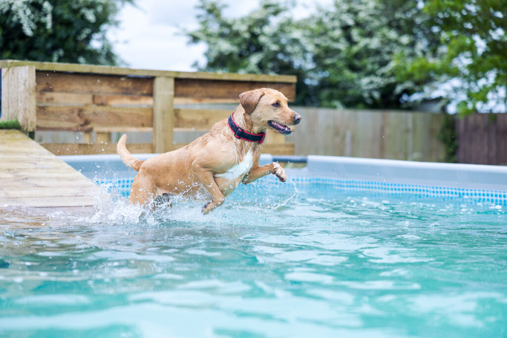Beautiful Red Labradors in Cambridge – Pet Photography Session Beautiful Red Labradors in Cambridge – Pet Photography Session