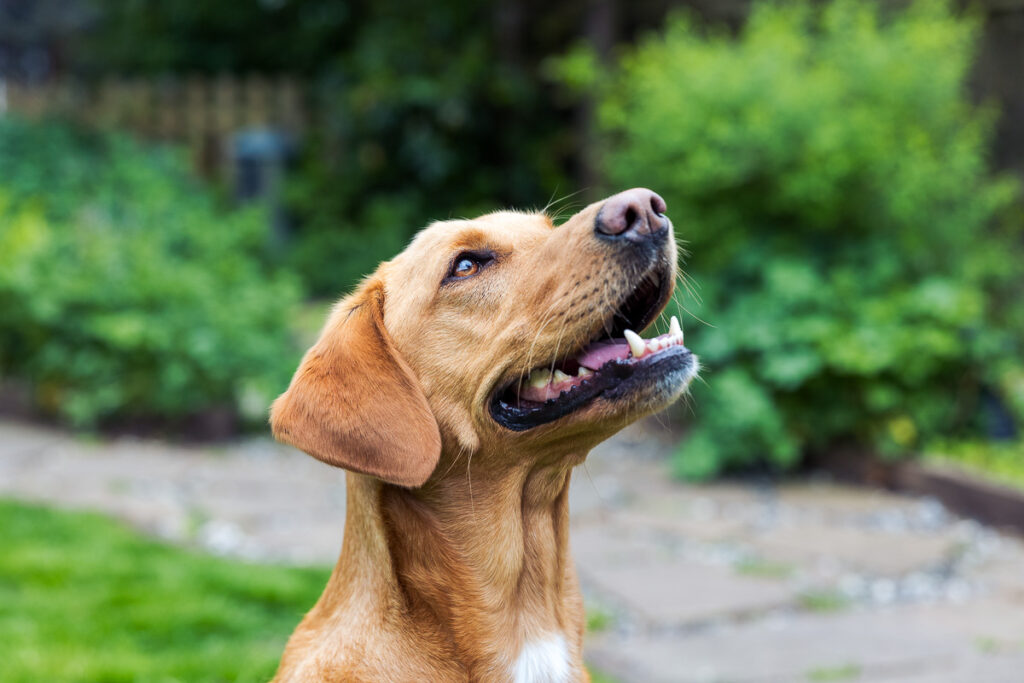 Beautiful Red Labradors in Cambridge – Pet Photography Session Beautiful Red Labradors in Cambridge – Pet Photography Session