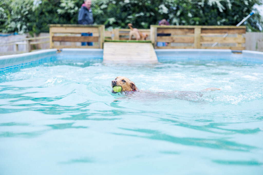 Beautiful Red Labradors in Cambridge – Pet Photography Session Beautiful Red Labradors in Cambridge – Pet Photography Session