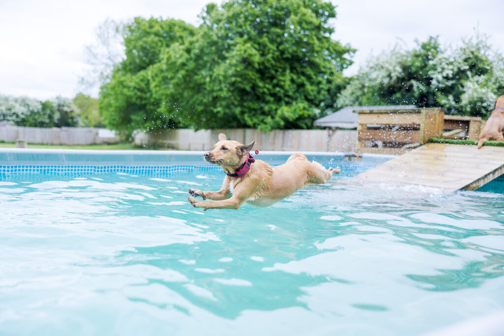 Beautiful Red Labradors in Cambridge – Pet Photography Session Beautiful Red Labradors in Cambridge – Pet Photography Session
