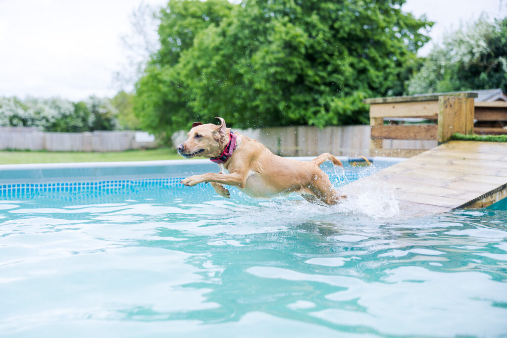 Beautiful Red Labradors in Cambridge – Pet Photography Session Beautiful Red Labradors in Cambridge – Pet Photography Session