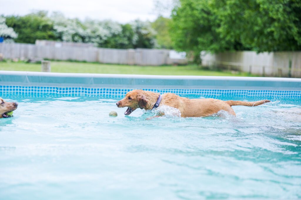 Beautiful Red Labradors in Cambridge – Pet Photography Session Beautiful Red Labradors in Cambridge – Pet Photography Session