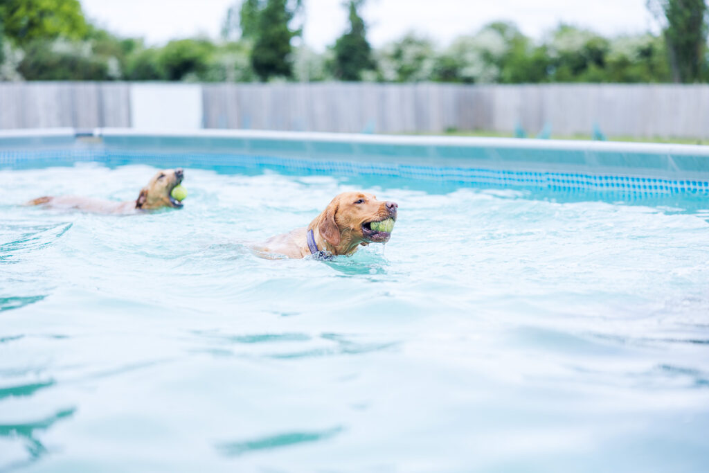 Beautiful Red Labradors in Cambridge – Pet Photography Session Beautiful Red Labradors in Cambridge – Pet Photography Session