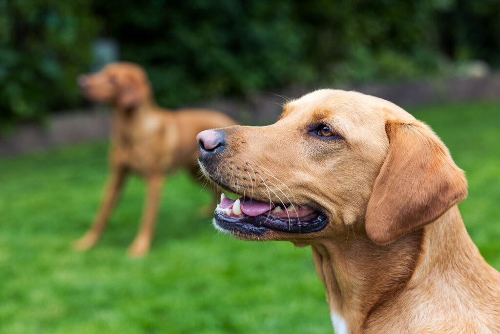 Beautiful Red Labradors in Cambridge – Pet Photography Session Beautiful Red Labradors in Cambridge – Pet Photography Session