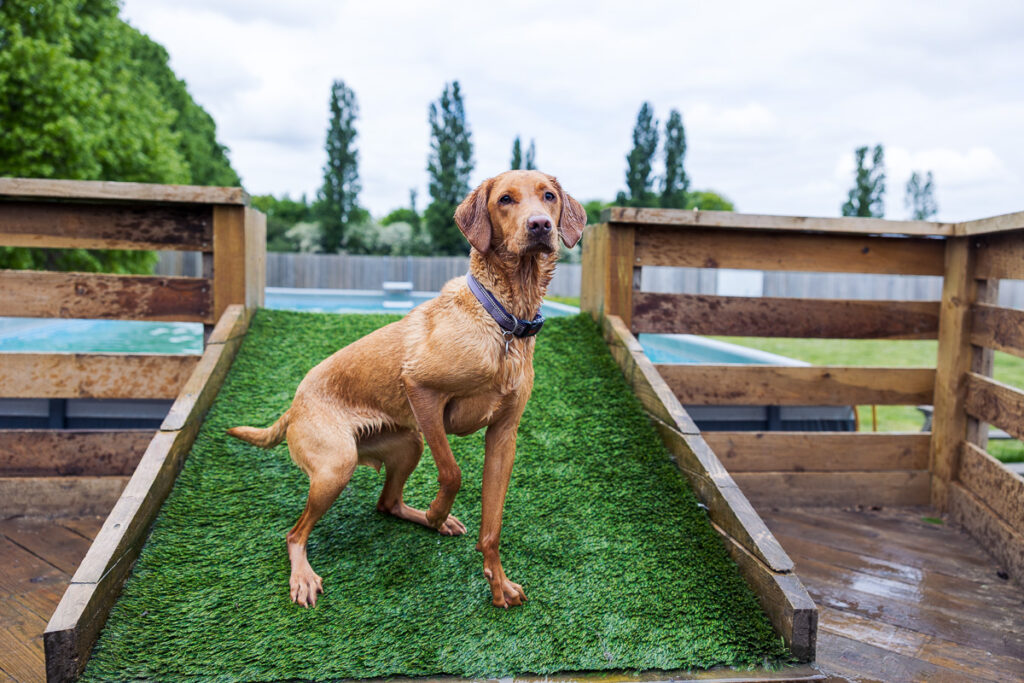 Beautiful Red Labradors in Cambridge – Pet Photography Session Beautiful Red Labradors in Cambridge – Pet Photography Session