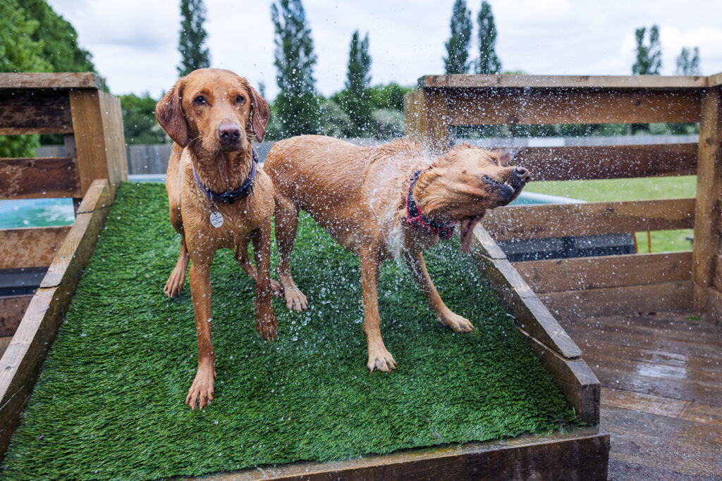 Beautiful Red Labradors in Cambridge – Pet Photography Session Beautiful Red Labradors in Cambridge – Pet Photography Session