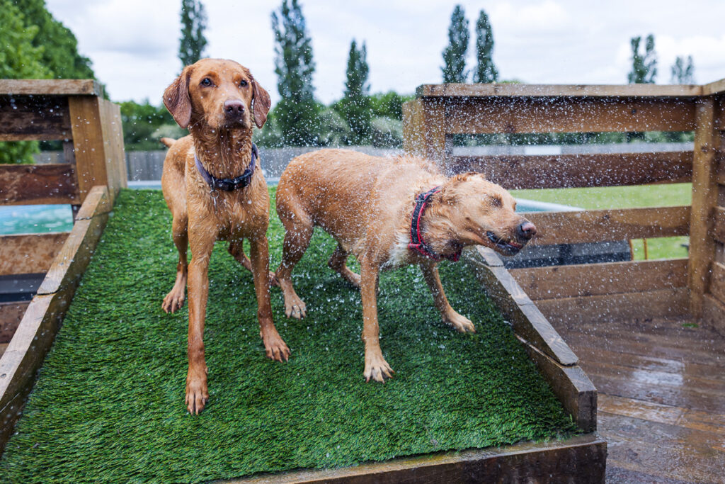 Beautiful Red Labradors in Cambridge – Pet Photography Session Beautiful Red Labradors in Cambridge – Pet Photography Session