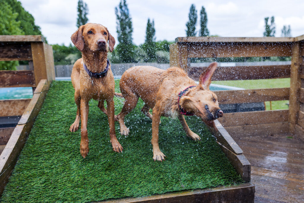Beautiful Red Labradors in Cambridge – Pet Photography Session Beautiful Red Labradors in Cambridge – Pet Photography Session