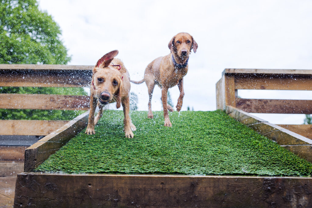 Beautiful Red Labradors in Cambridge – Pet Photography Session Beautiful Red Labradors in Cambridge – Pet Photography Session