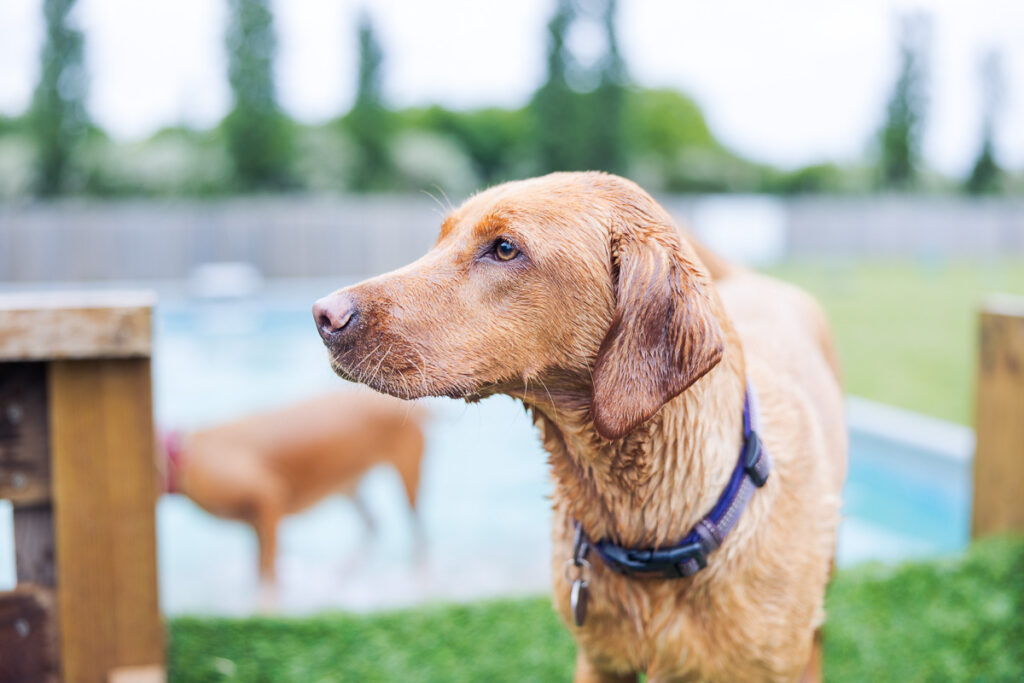 Beautiful Red Labradors in Cambridge – Pet Photography Session Beautiful Red Labradors in Cambridge – Pet Photography Session